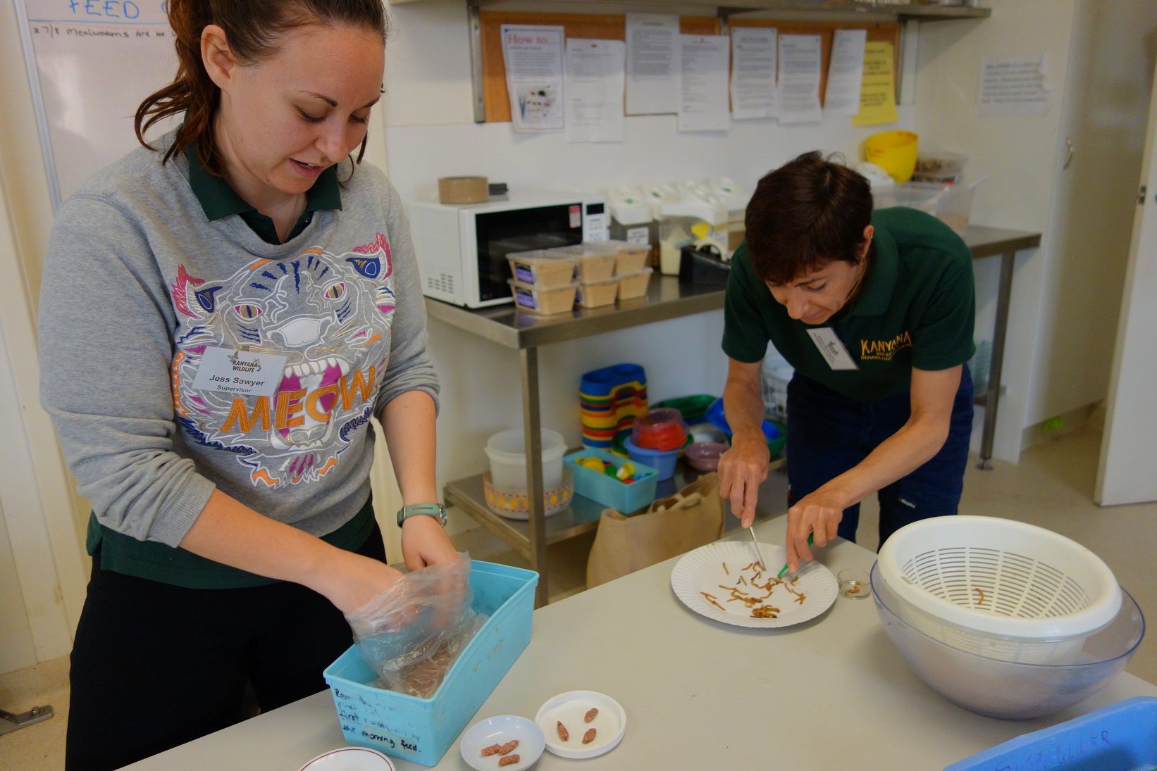 animal rescue centre volunteering