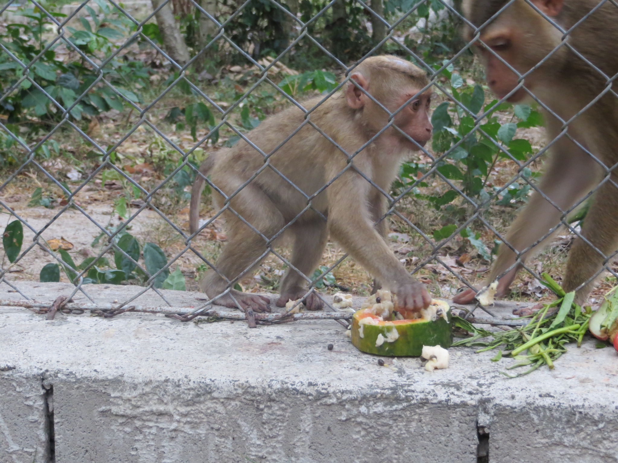 The baby macaque enjoying my enrichment before her momma came and stole it.jpeg