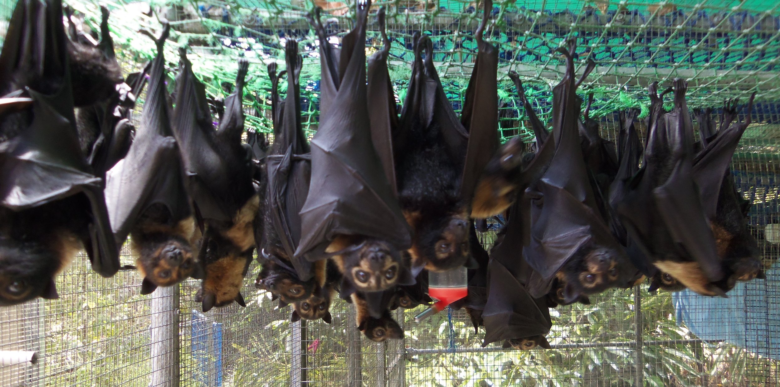 strøm Senator Thanksgiving Bat Conservation in Australia — Animal Experience International