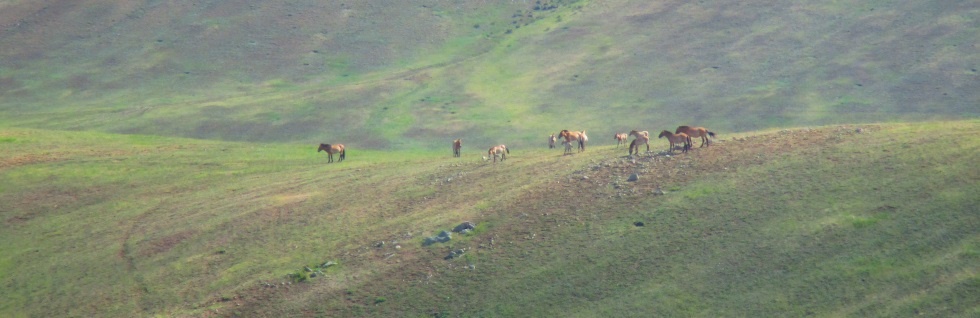 Horses in Mongolia — Animal Experience International