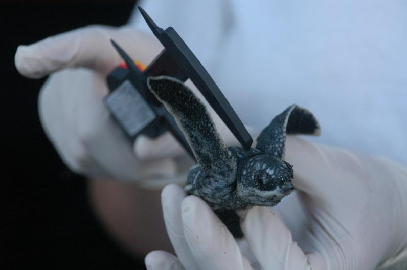 Pacuare - Measuring turtle.jpg