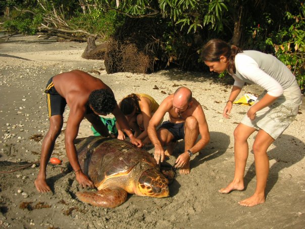 Pacuare - Working with Turtles.jpg