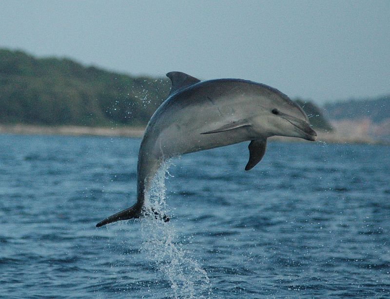 dolphin jump Vivamar r.jpg
