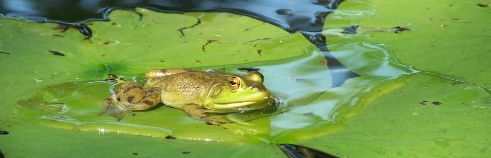 Frog2.jpg