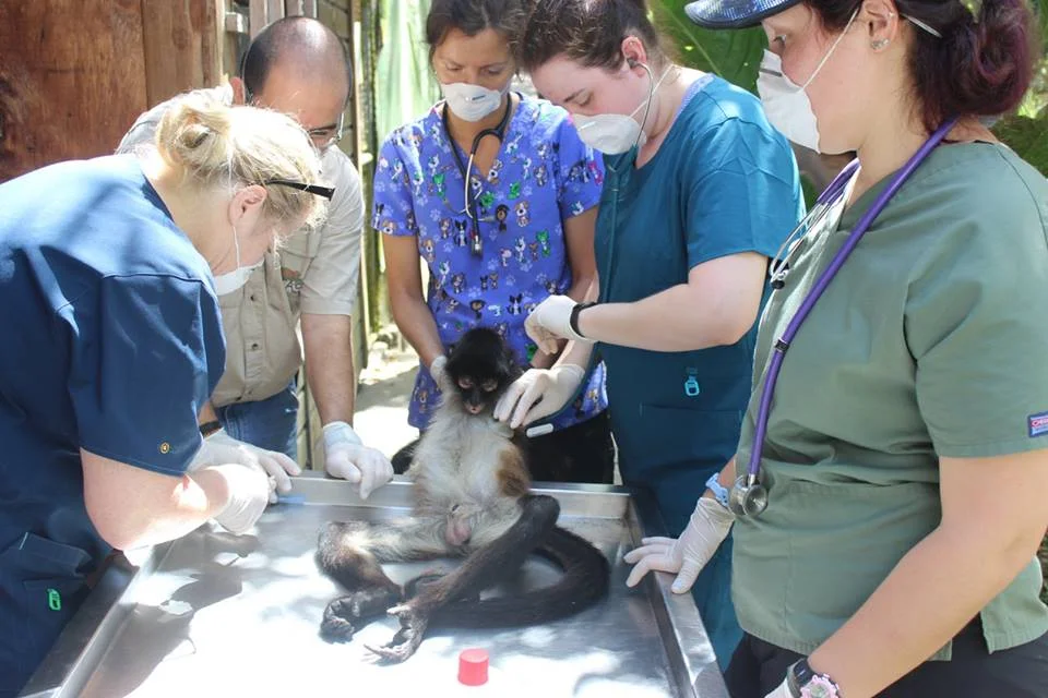 monkey exam.jpg
