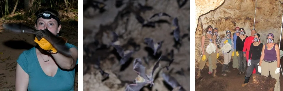 bats banners 2016.jpg