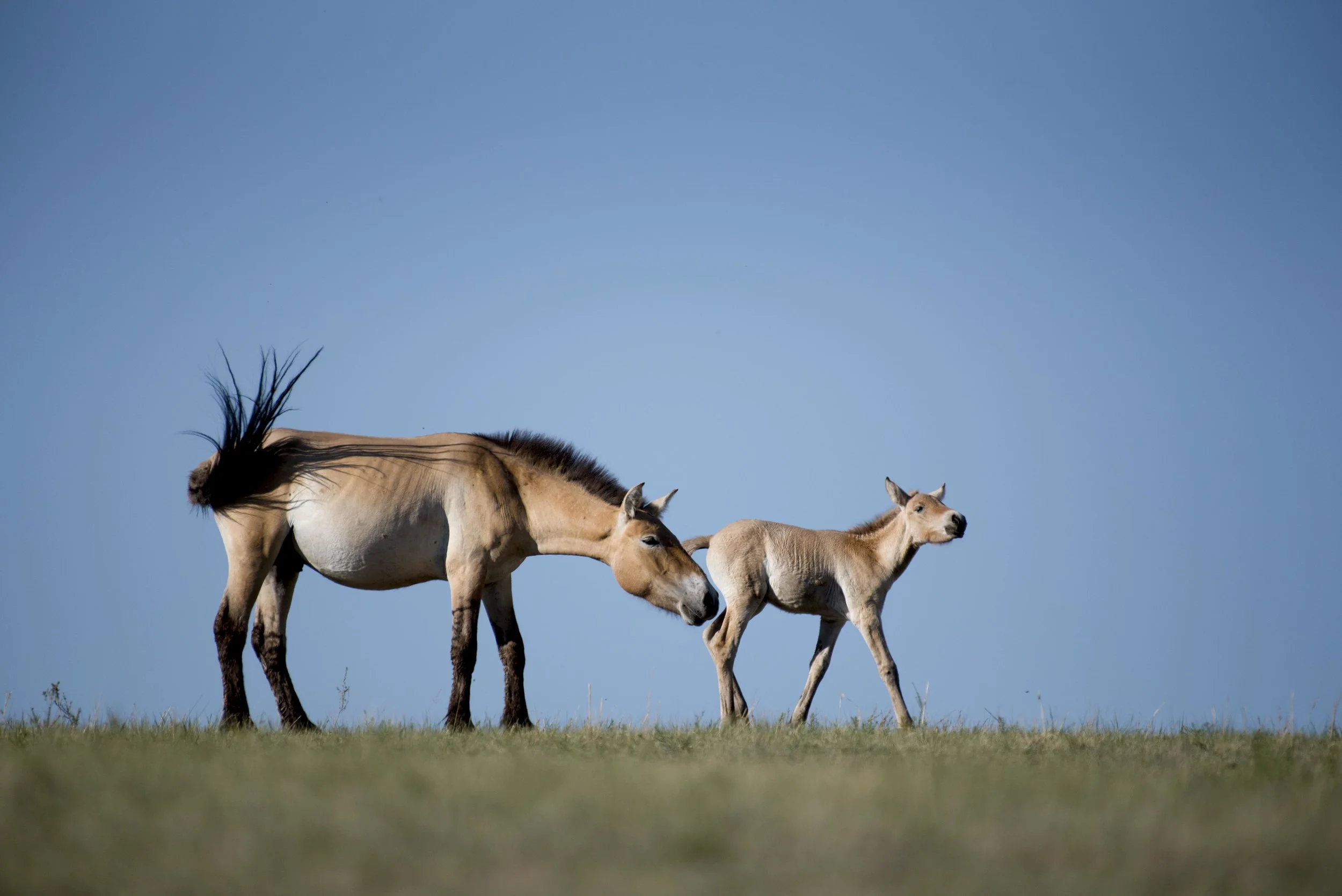 20170622-Mongolia horses 12.jpg