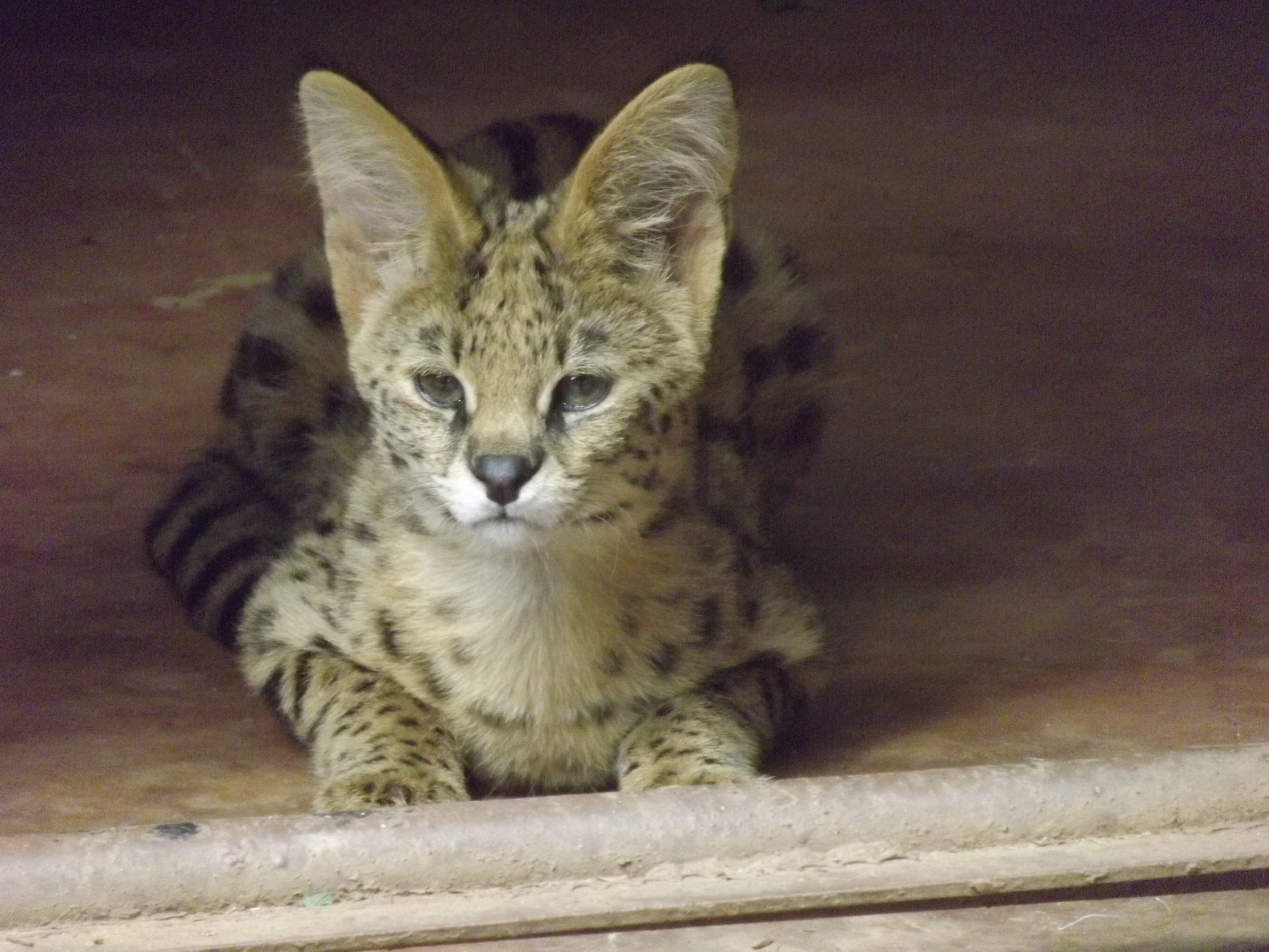 serval-cat_23762169788_o.jpg