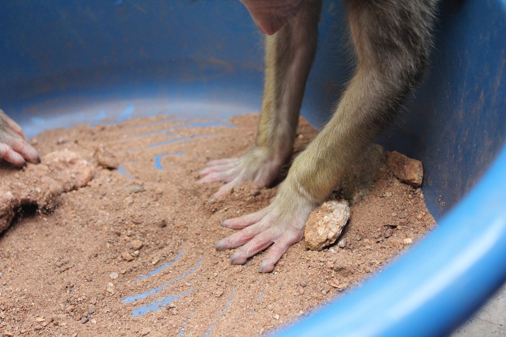 yellow-baboon-rehabilitation_37582855362_o.jpg