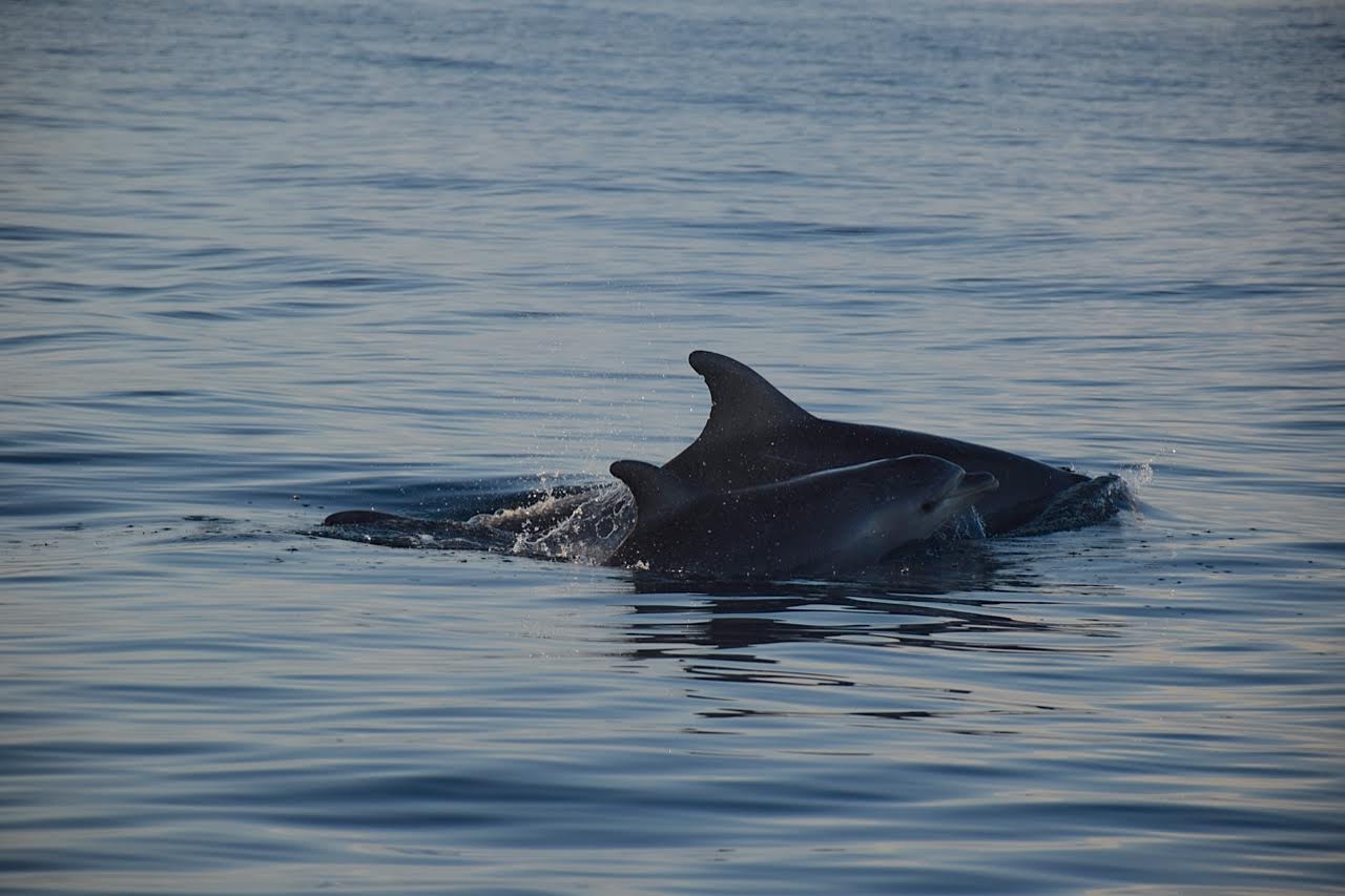 baby dolphin.jpg