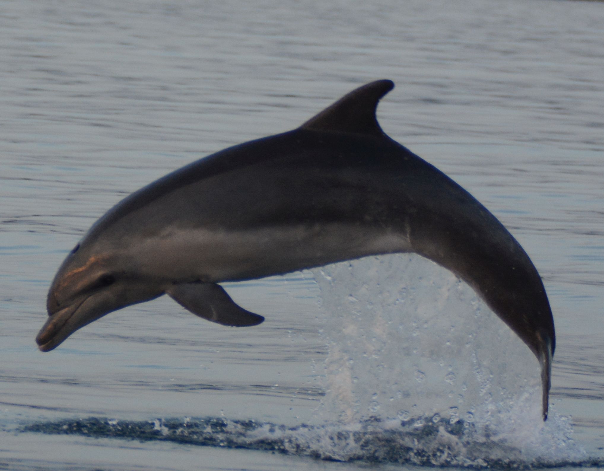 Croatian dolphin.jpg