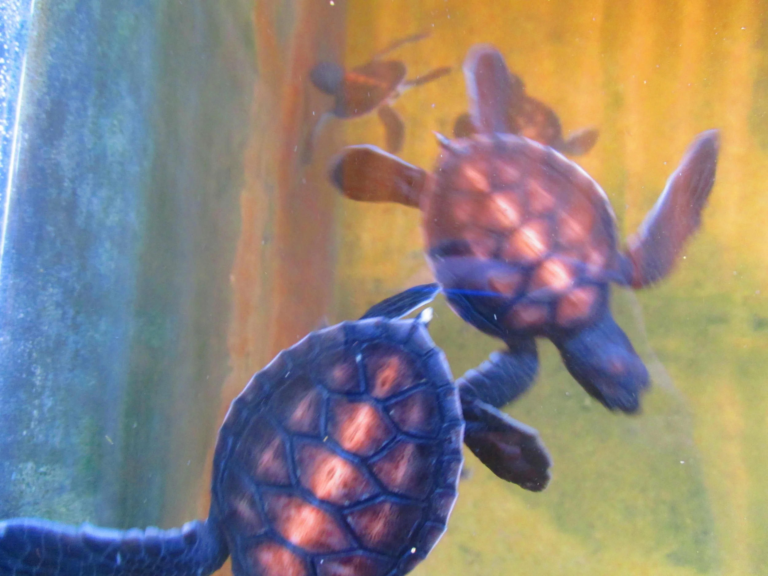 Celebrate World Turtle Day!