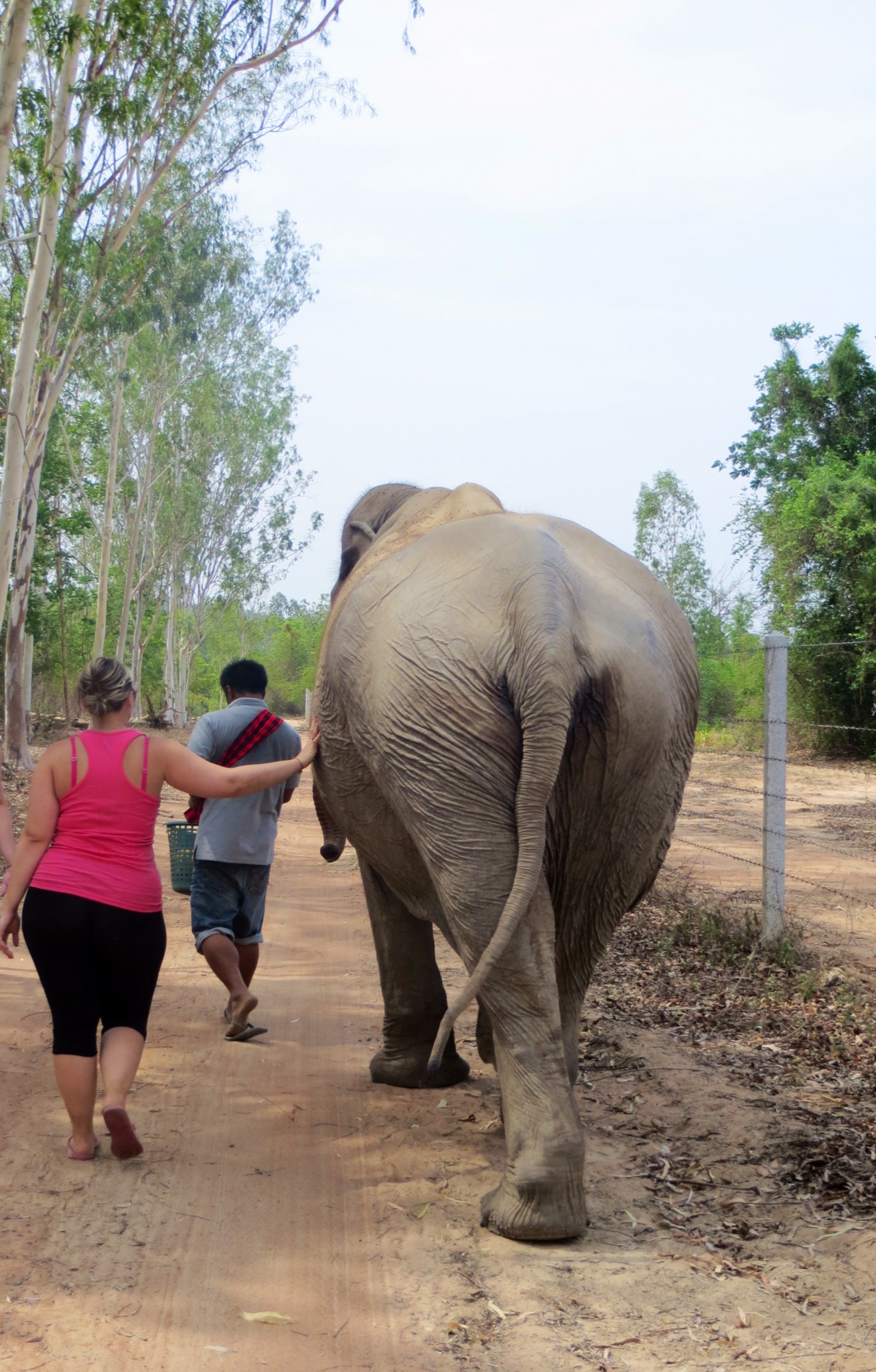 Jess taking Pailin for a walk with the Mahoot.jpeg