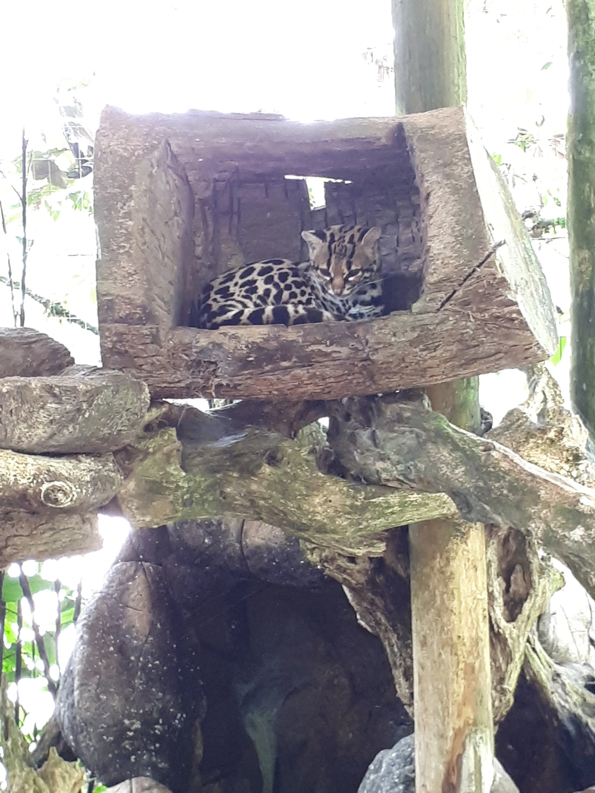 Confronting the Aftermath of Animal Trafficking in Costa Rica.
