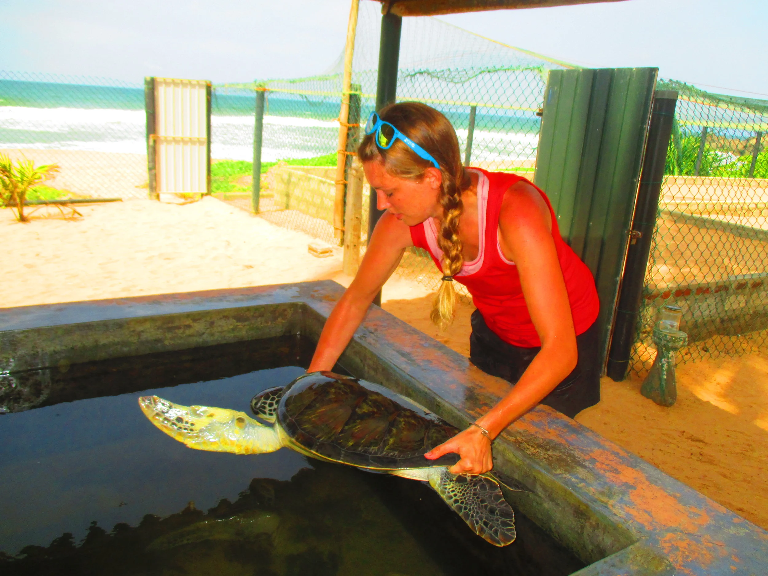 Introducing bite sized animal volunteer experiences!