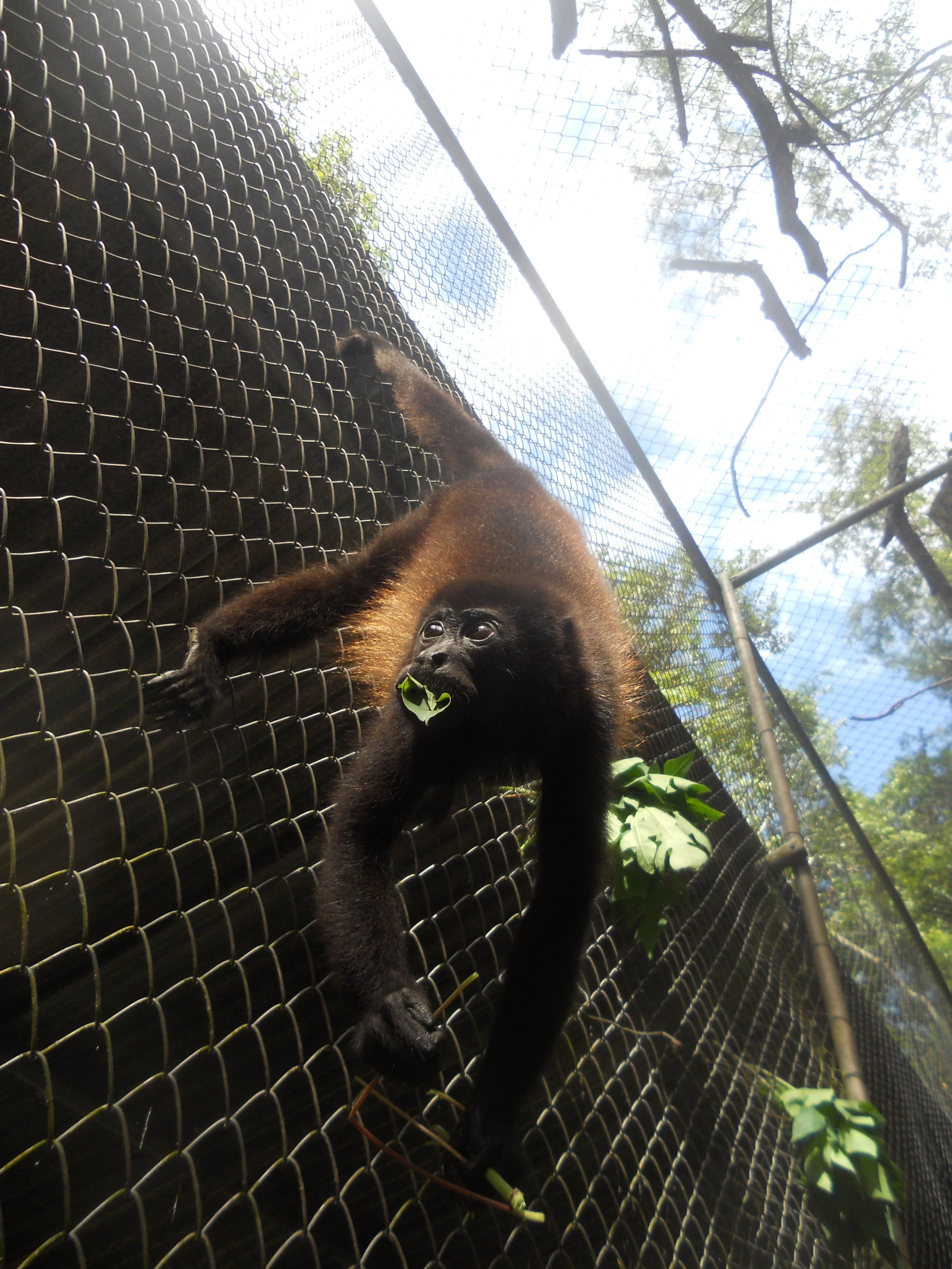 "Why is that monkey in a cage?"