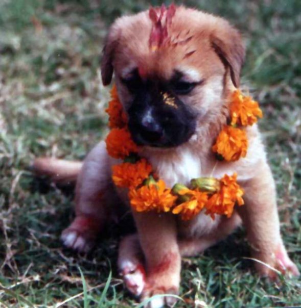 tihar puppy.jpg