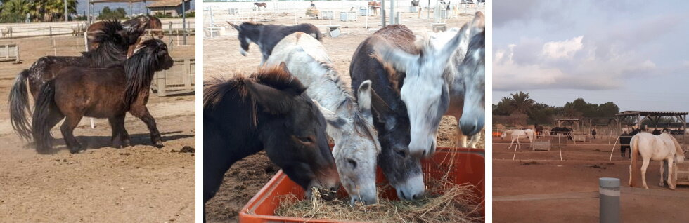 Horses in spain banner.jpg