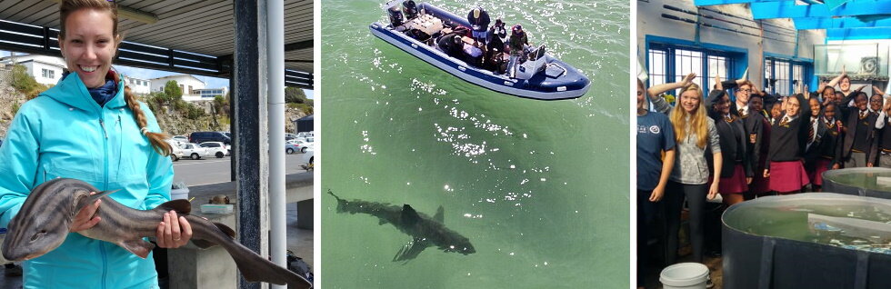 sharks in sa banner.jpg