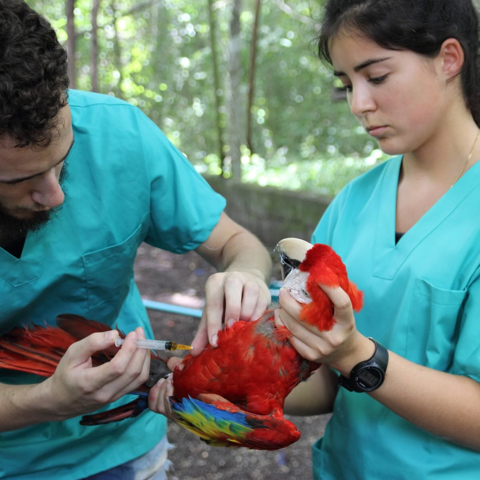 Veterinarians — Animal Experience International
