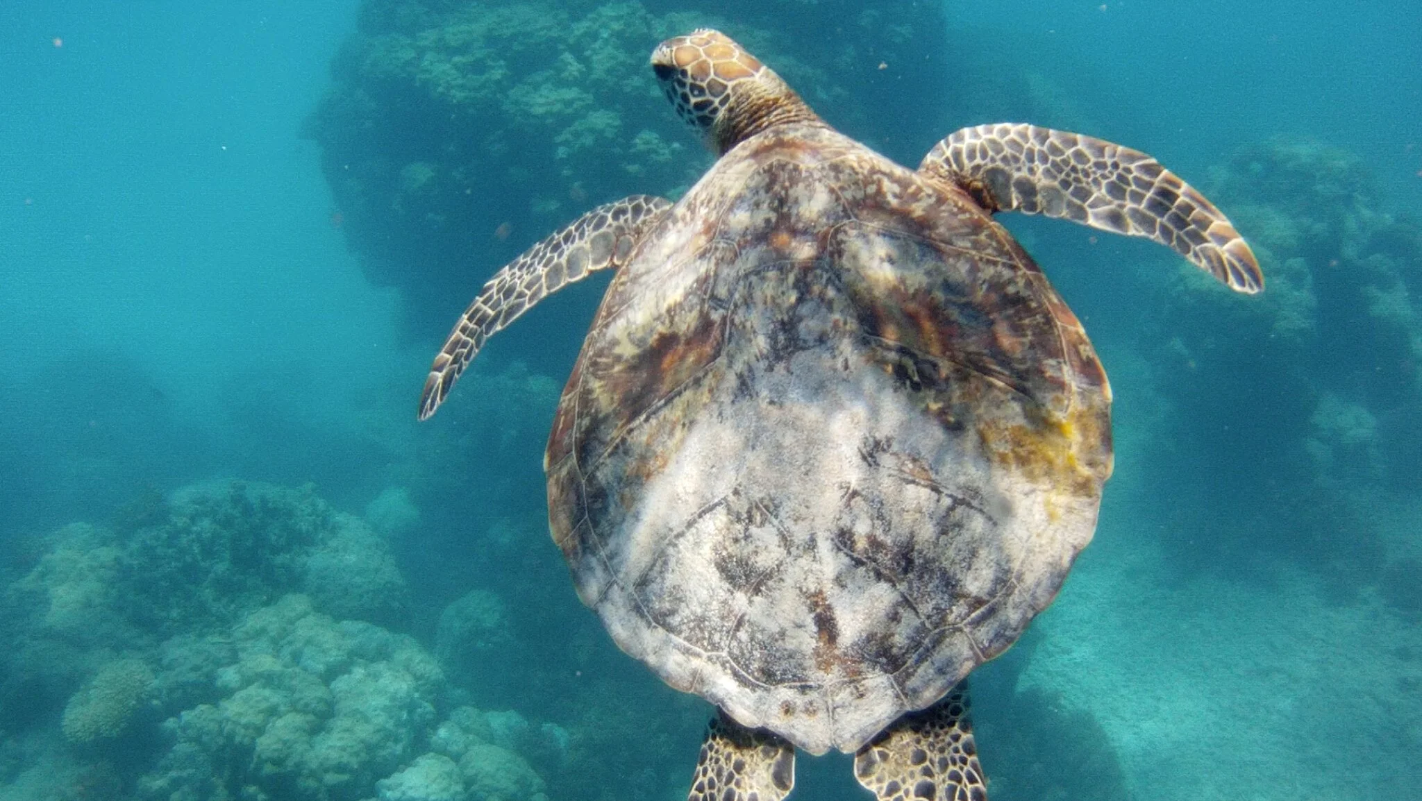 Turtley Awesome Sea Turtle Facts. 