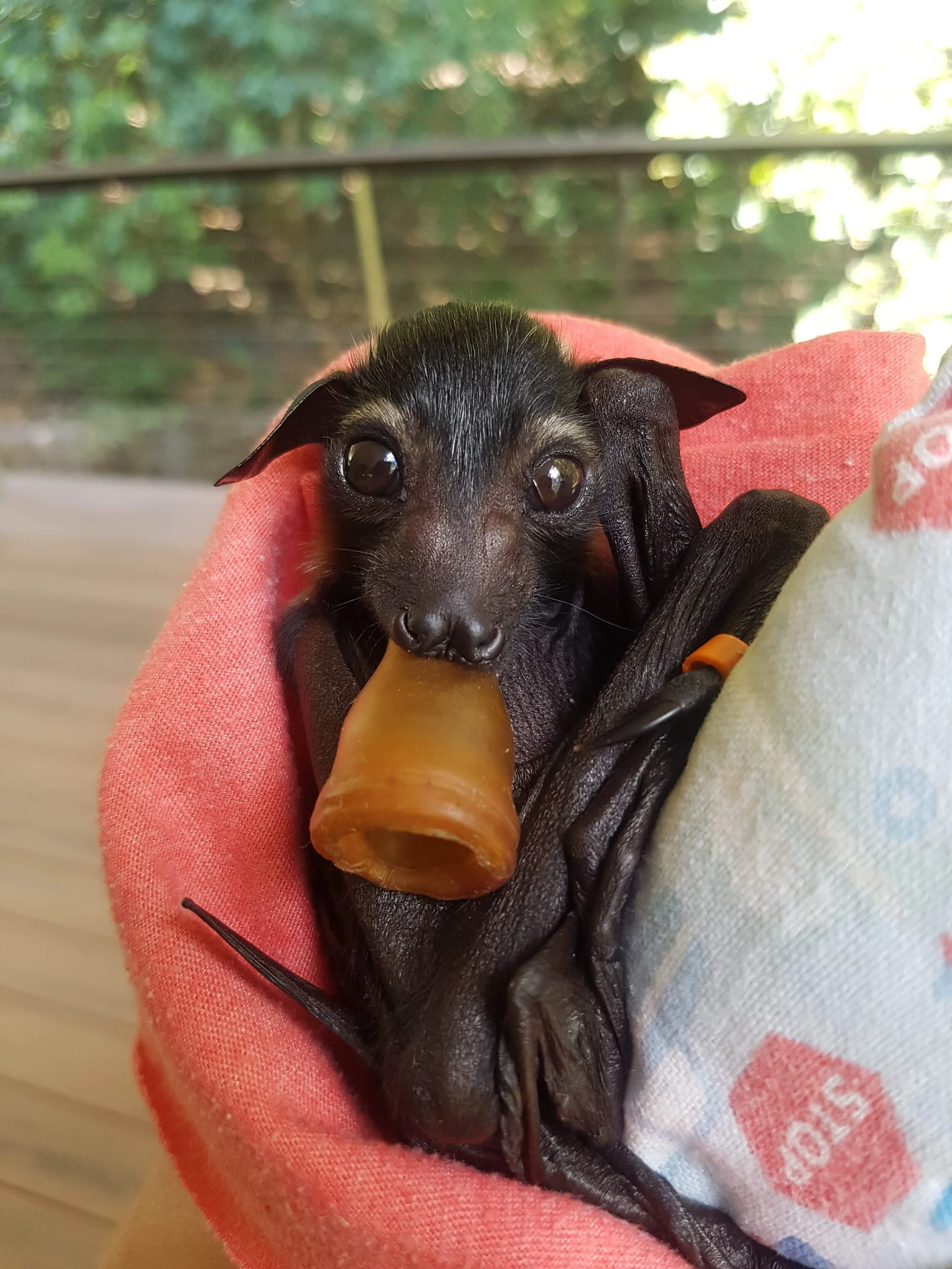 Wildlife Veterinary Care
