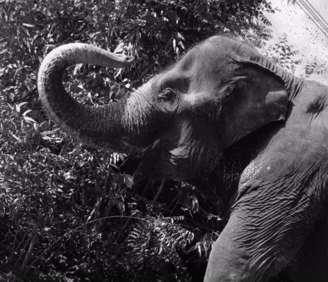 All About Elephants!