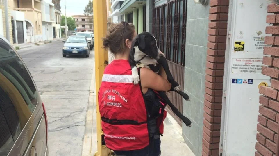 rescue apa.jpg
