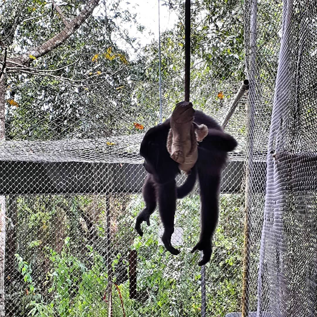 Two years ago we were in Guatemala with a group of bad ass and wonderful animal lovers.
But why is this howler monkey in an enclosure? They are being rehabilitated and in order for us to make sure they get the best medical care, we need to keep an ey