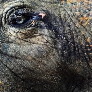 World Wildlife Day