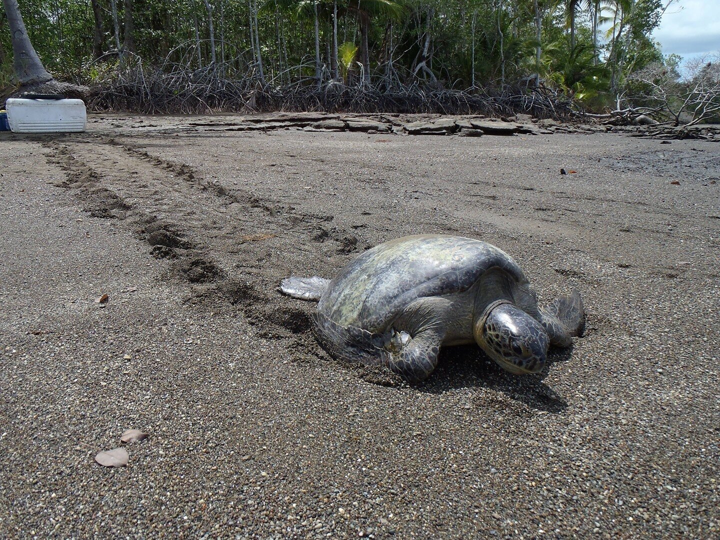 After getting weighed, measured and tagged this sweet sea turtle heads back into the Golfo Dulce to live their life. Tagging is an important part of turtle science because we don't actually know a lot about how sea turtles grow up and where they spen