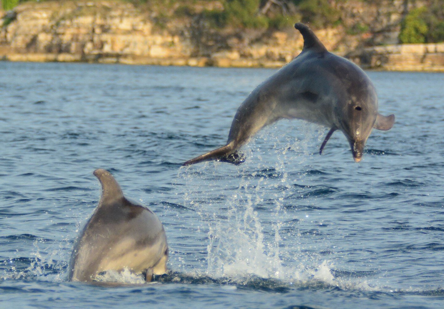 If you love dolphins the first thing you need to do is stop seeing them in aquariums. ⁣
⁣
We are a year into the pandemic. A year into being separated from our friends and family. A year into not being able to go outside our communities. A year into 