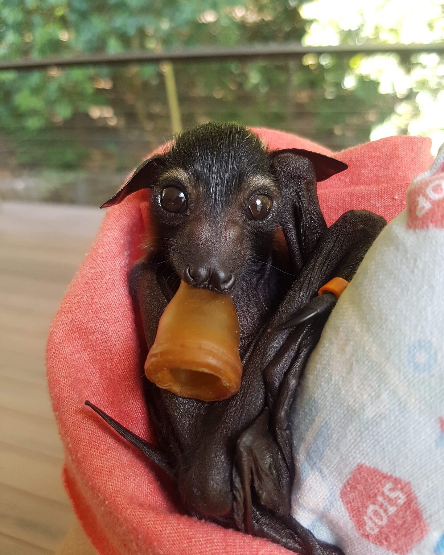 This is an orphaned flying fox. Right now you can't volunteer internationally in Australia BUT in 2022 you will be able to, are you going to say no to that face?⁣
⁣
It may seem far away now but travel is coming back and it's time to start dreaming up