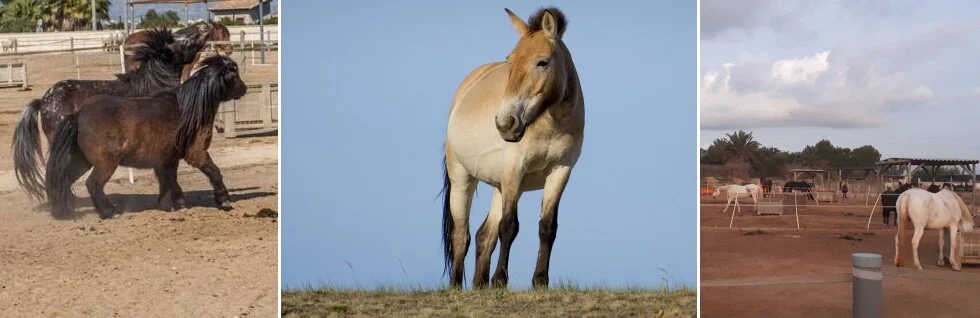 Anyone Can Help Animals