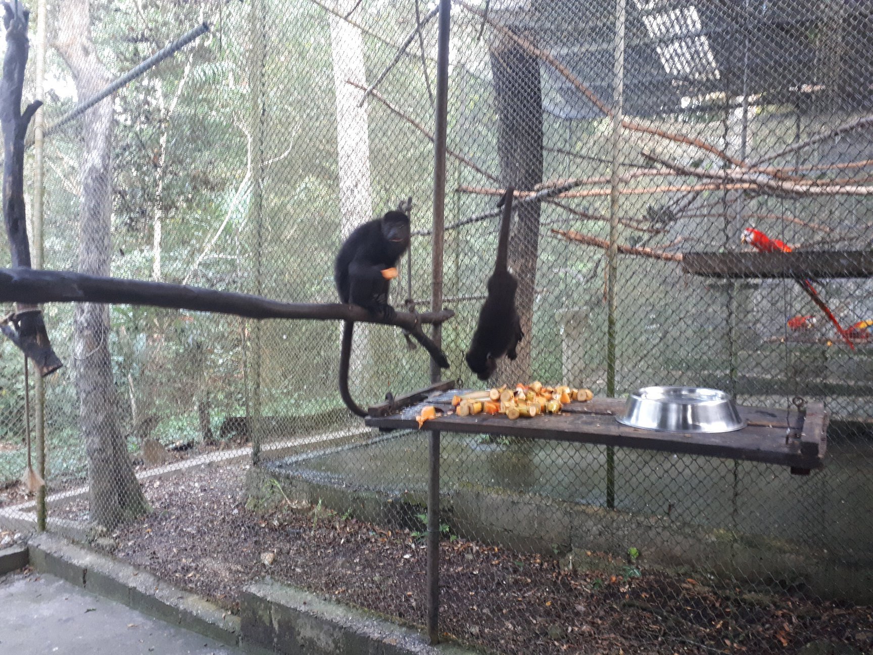 monkey breakfast.jpg