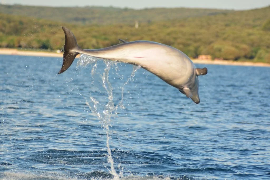dolphin display jump.jpg