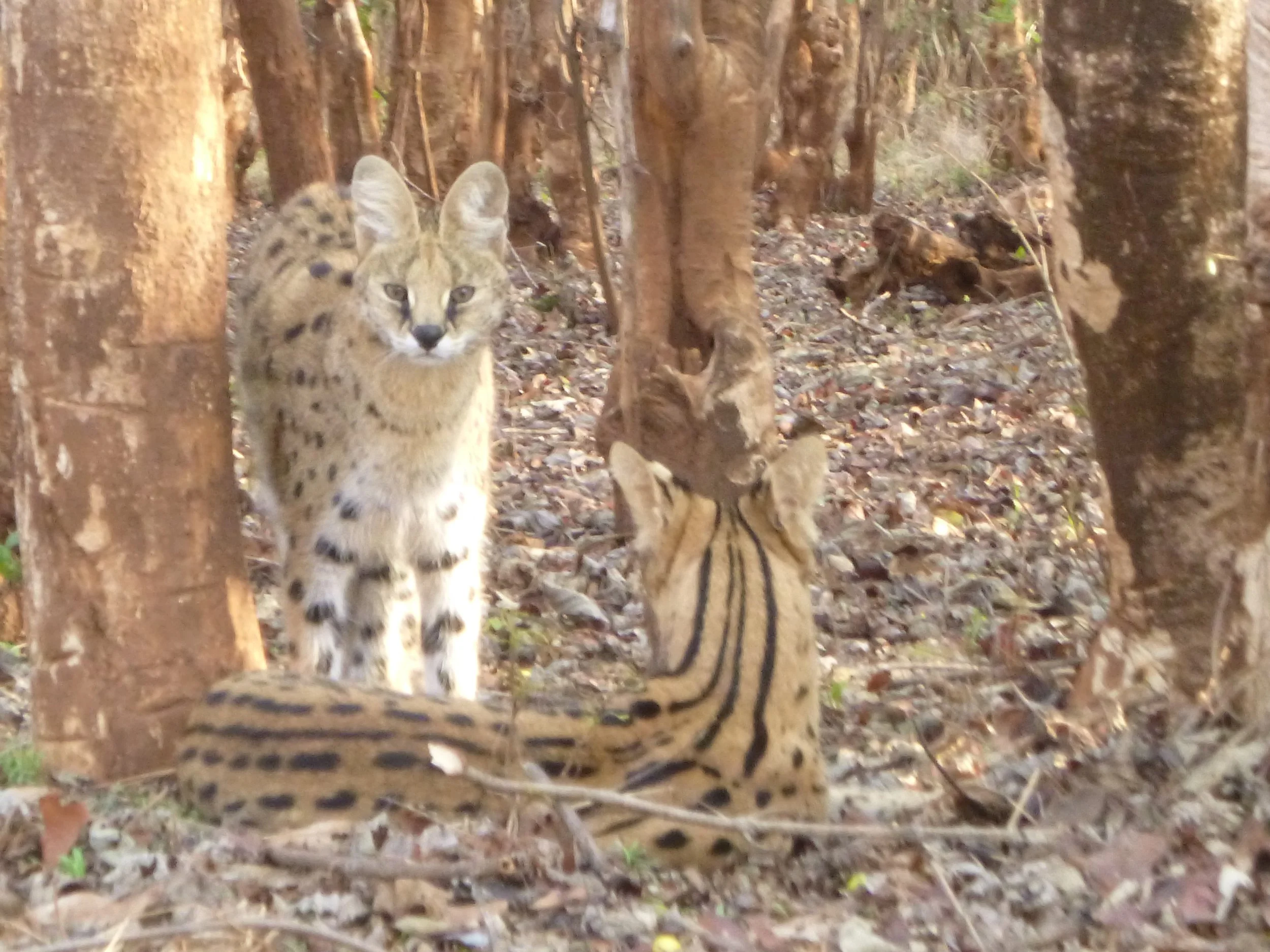 When I was a T-Shirt in Malawi 