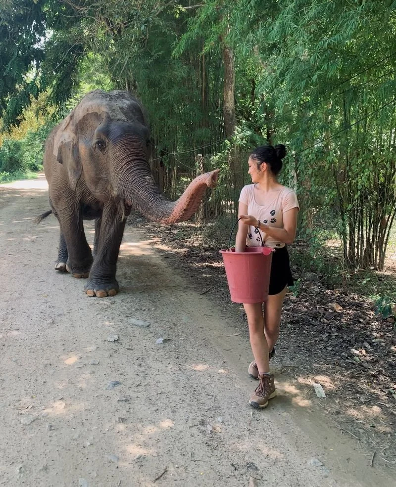 thailand ele.jpg