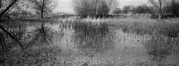 Norton Pond, Hertfordshire