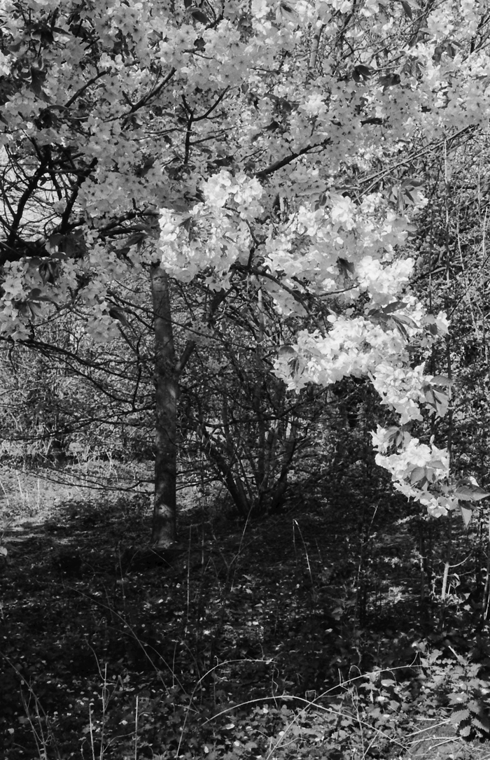 Willian Arboretum, Hertfordshire