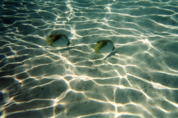 Underwater, South Pacific