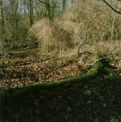 Copse, Therfield Heath