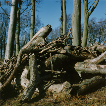Logs, Therfield Heath