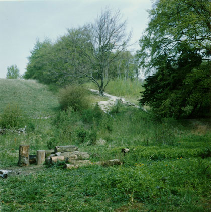 Tree Stumps, Therfield Heath