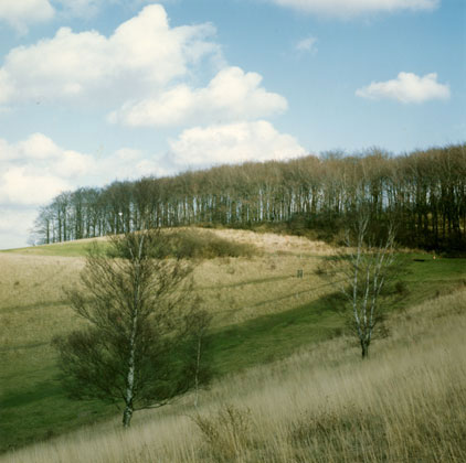 Trees, Therfield Heath