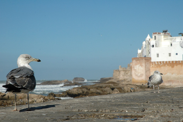 Seagulls, Essaouria