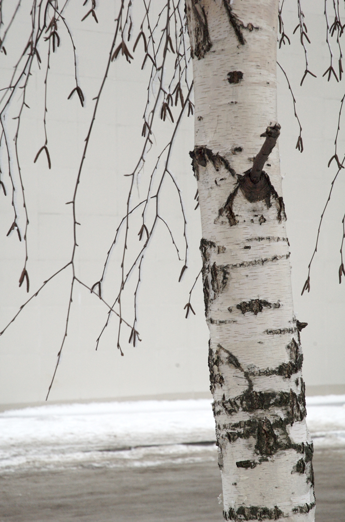 Silver Birch, Kursk