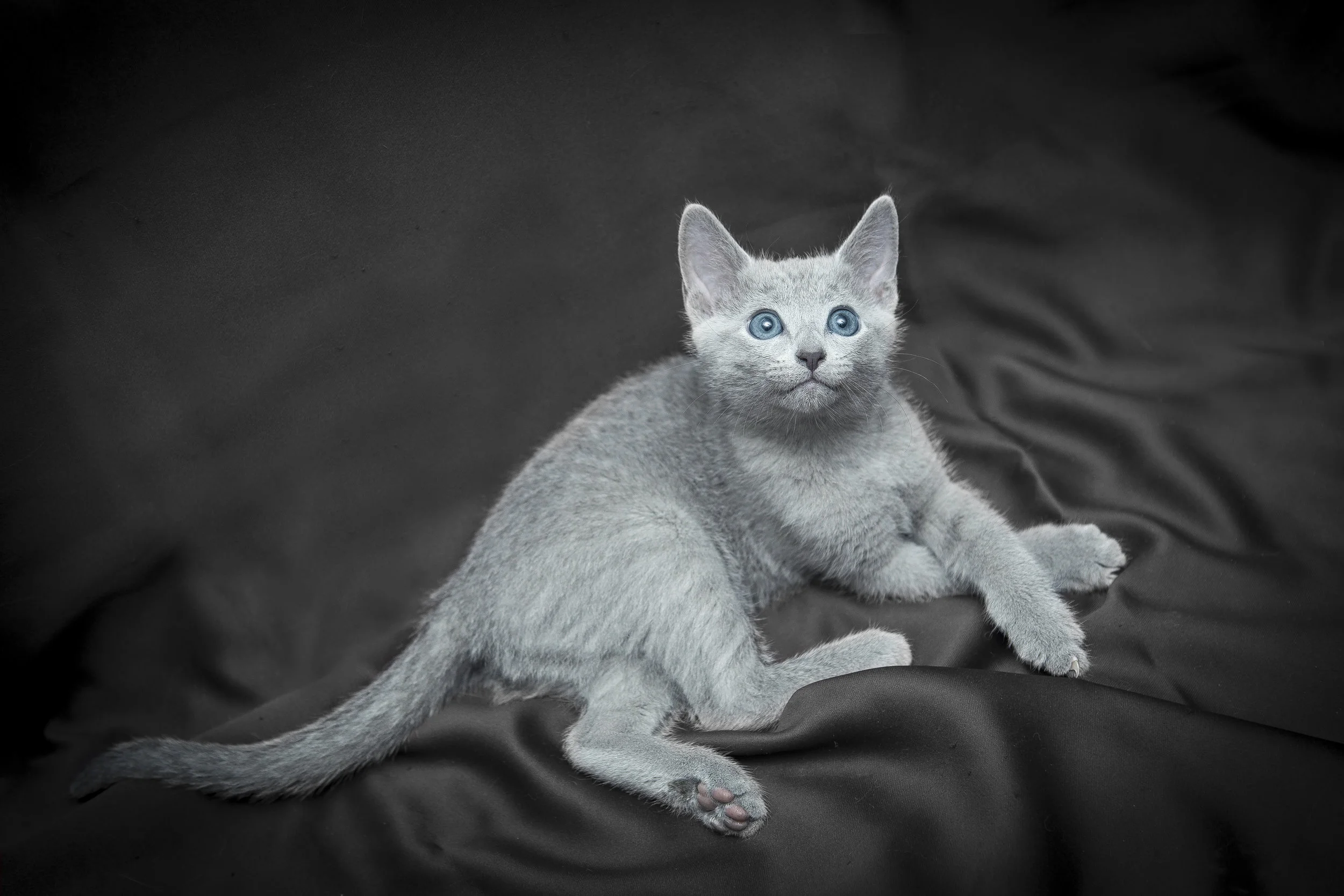Russian blue ritratto