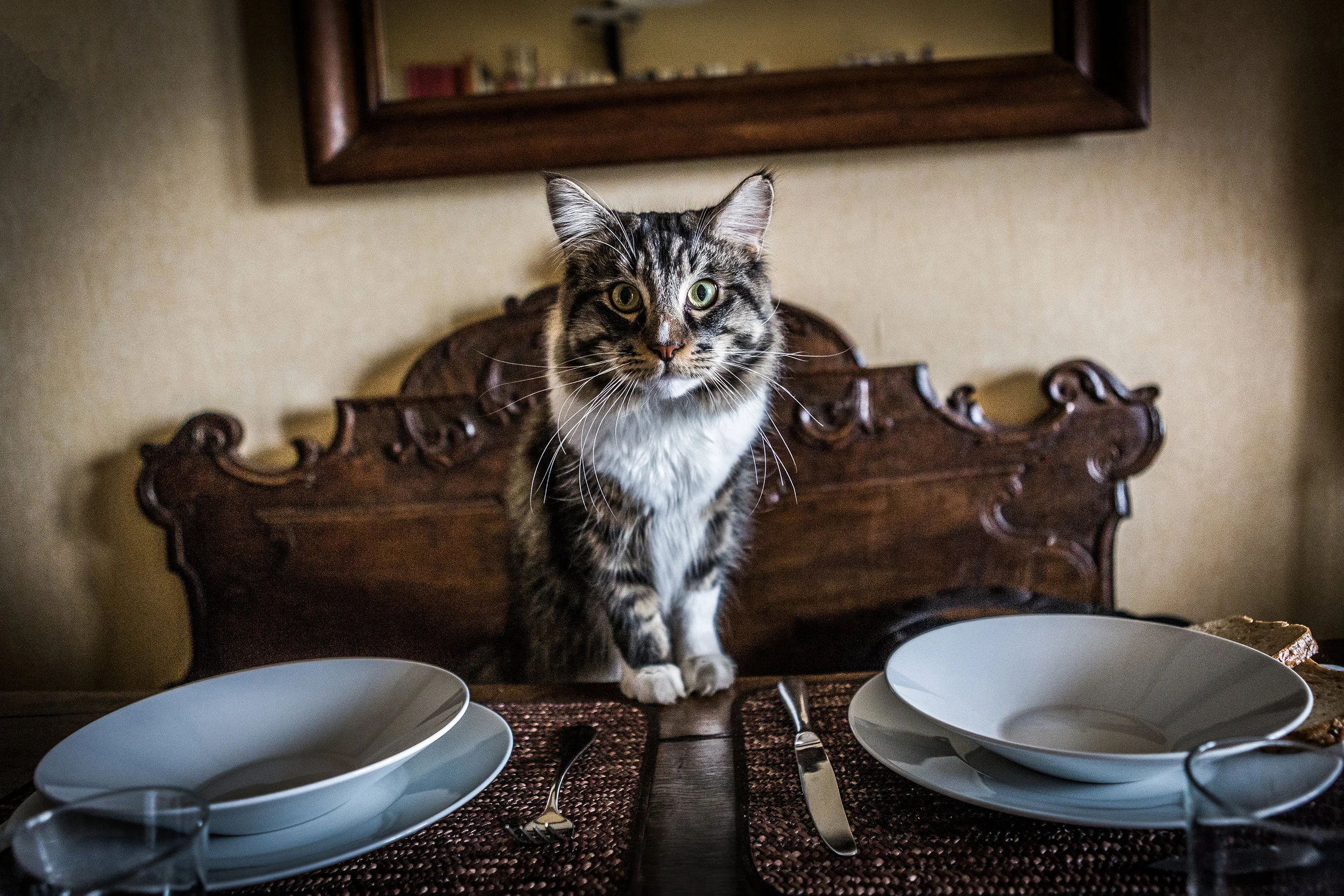 Conan il Maine Coon