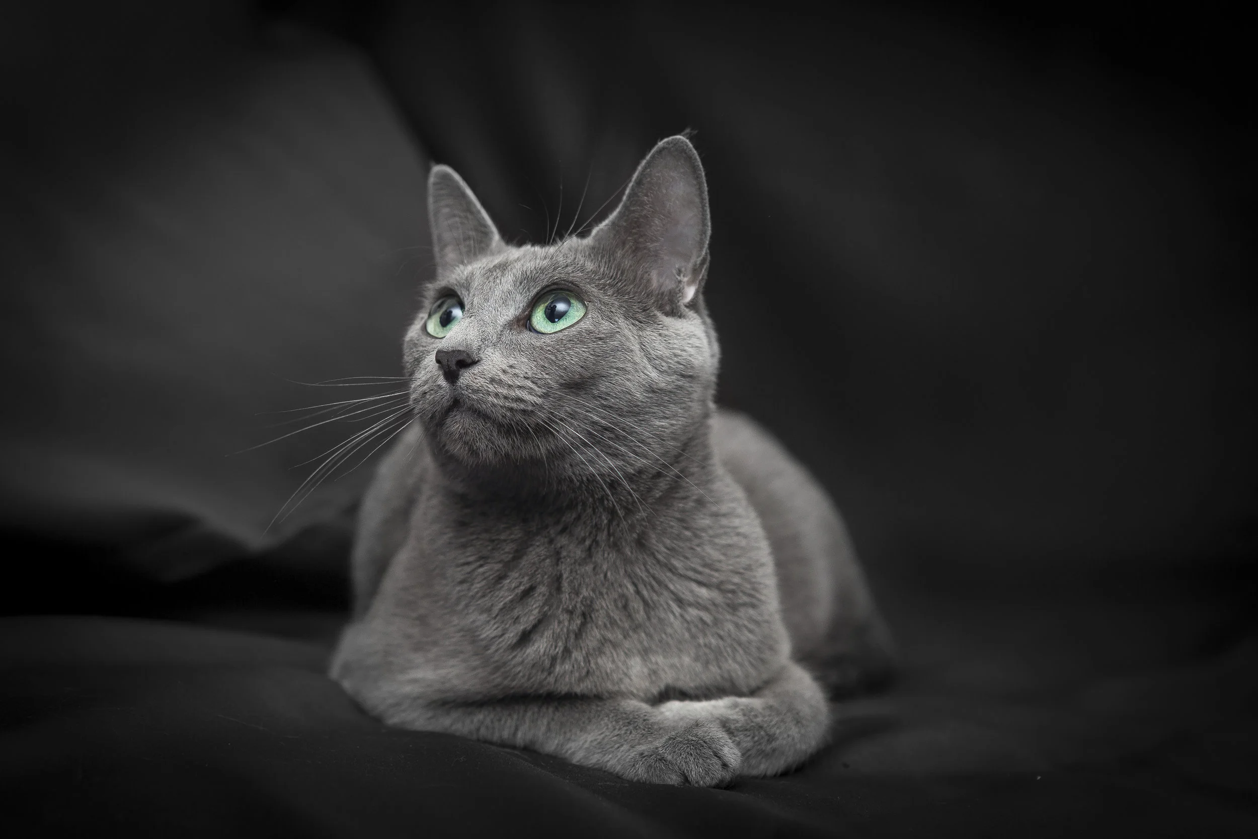 Ritratto a una gattina con occhi verdi